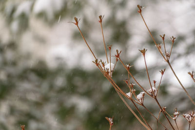Close-up of plant against blurred background