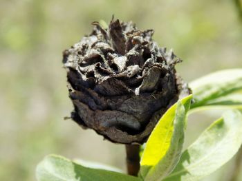 Close-up of lizard on flower