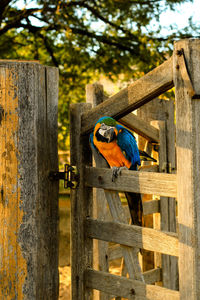 Close-up of gold and blue macaw perching on wood