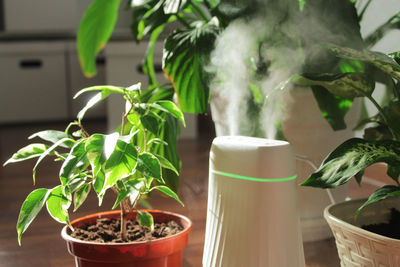 Humidifier and houseplants during the heating season, plant care, cleaning and freshening the air 