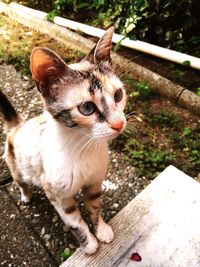 Close-up of cat looking at camera