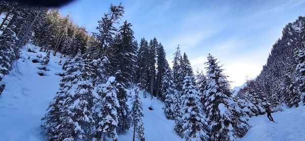 Pine trees on snow covered mountain against sky