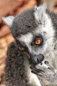 Close-up portrait of bird