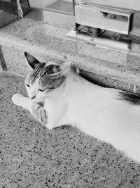 High angle portrait of cat sitting outdoors