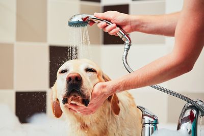 Man with dog in bathroom