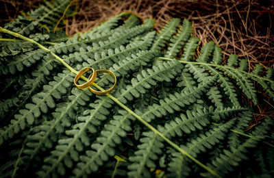 High angle view of leaf on plant