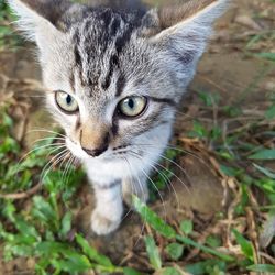 Portrait of cat