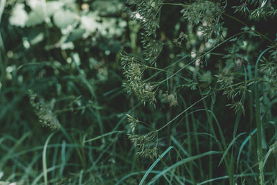 Close-up of fresh green plants on land