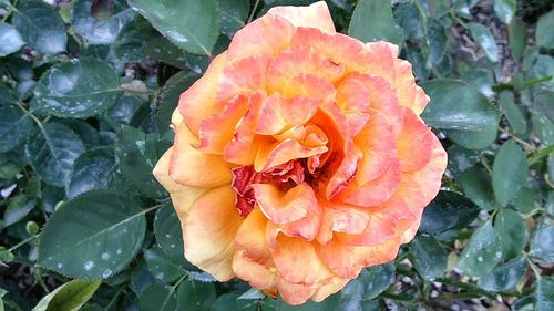 Close-up of wet rose blooming outdoors