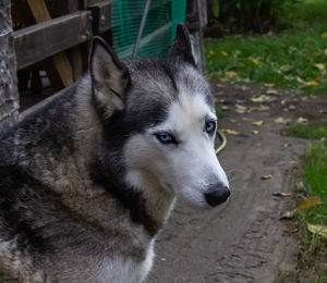 Close-up portrait of dog