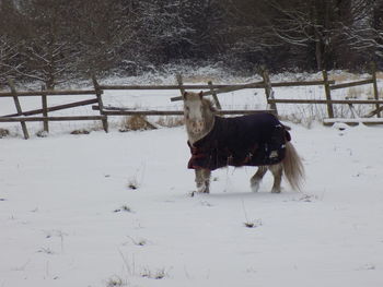 Horse on snow field during winter