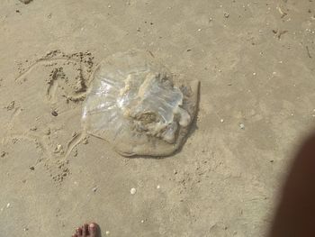 High angle view of crab on beach