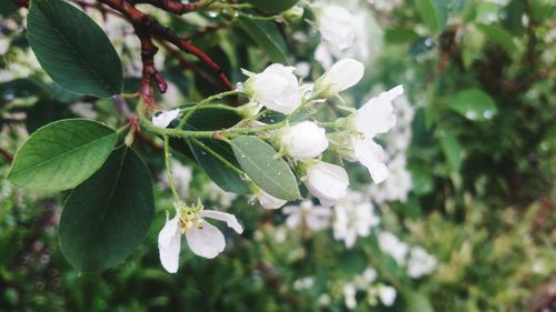 Close-up of white flowers