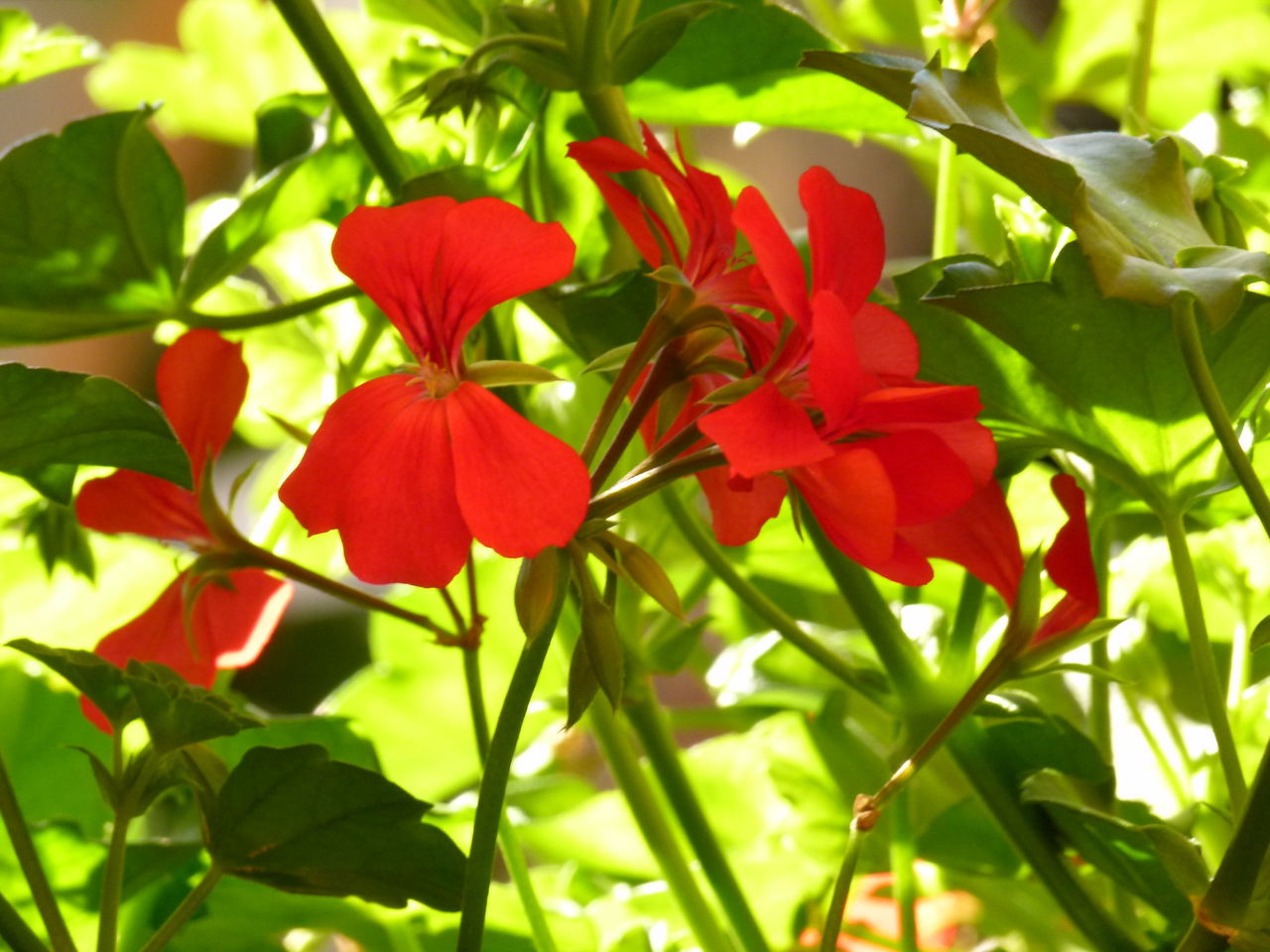 CLOSE-UP OF RED FLOWERS