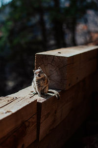 Cat sitting on wood