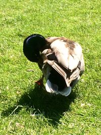 View of grassy field