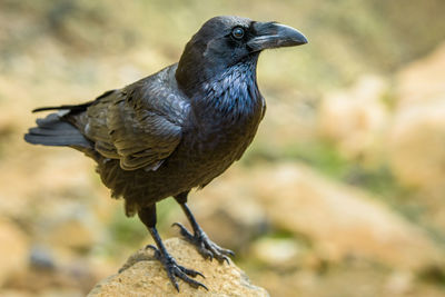 Close-up of bird perching on rock