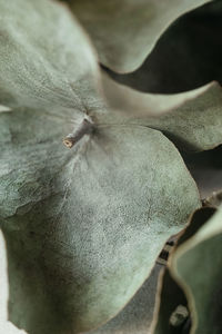 Macro shot of dry flower