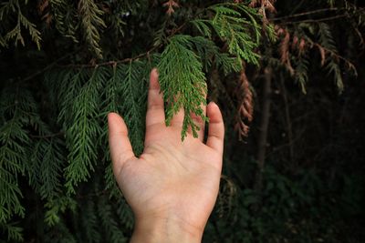 Close-up of hand touching plant