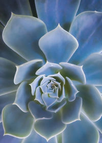 Full frame shot of white flowering plant