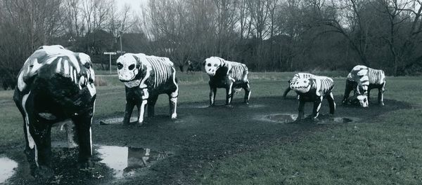 Panoramic view of horses