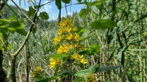 Close-up of yellow flowering plant