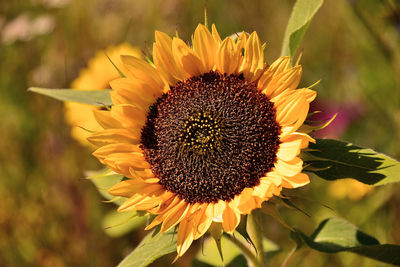 Close-up of sunflower