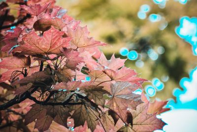 Close-up of flowers on tree