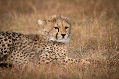 Portrait of cheetah sitting in forest