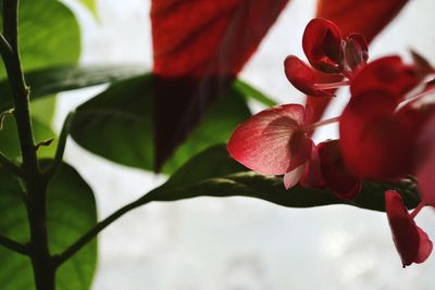 Close-up of red rose