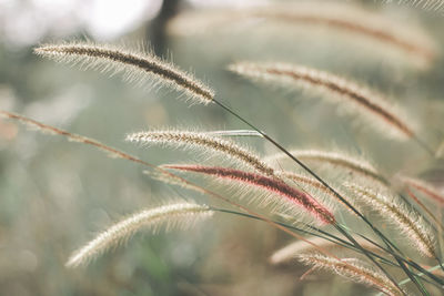 Close-up of plant leaves during winter