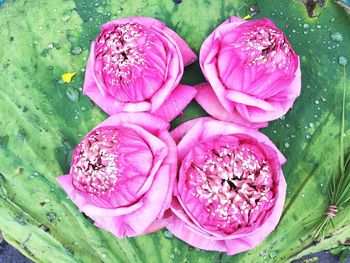 High angle view of wet pink flowering plant