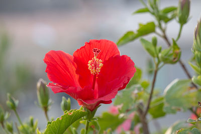 Close-up of red rose against blurred background