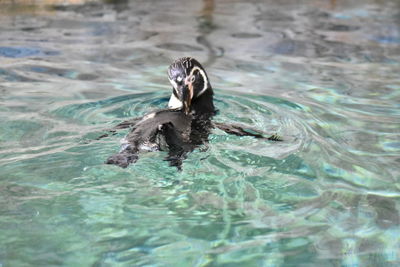 Penguin swimming in lake