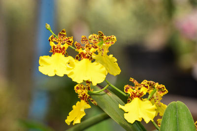 Close-up of yellow marigold flowers