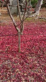 Close-up of red flower tree