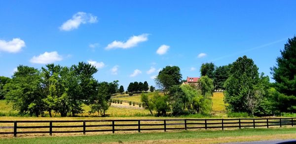 Trees growing on field against sky