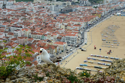 High angle view of a bird in city