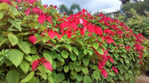 Red flowers growing on plant against sky