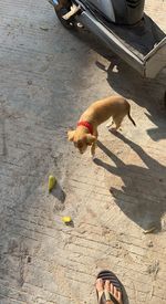 dog