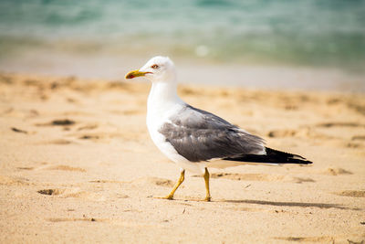 Close-up of seagull on sand