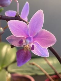 Close-up of pink orchid