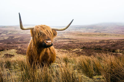 Highland cattle on grassy field against clear sky