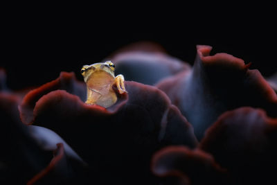 Close-up of shells on black background