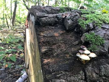 Close-up of mushrooms growing on tree trunk in forest