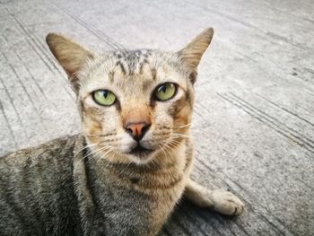 Close-up portrait of tabby cat