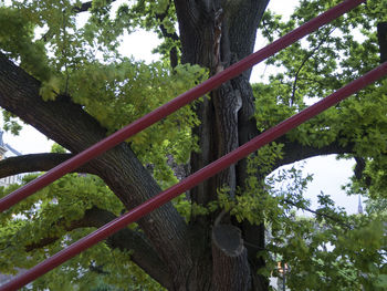 Low angle view of trees in forest