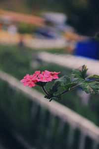 Close-up of pink flowering plant