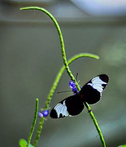 Close-up of butterfly on flower