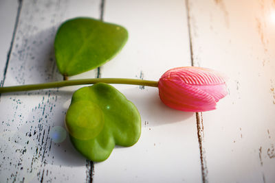 Close-up of fruits on table